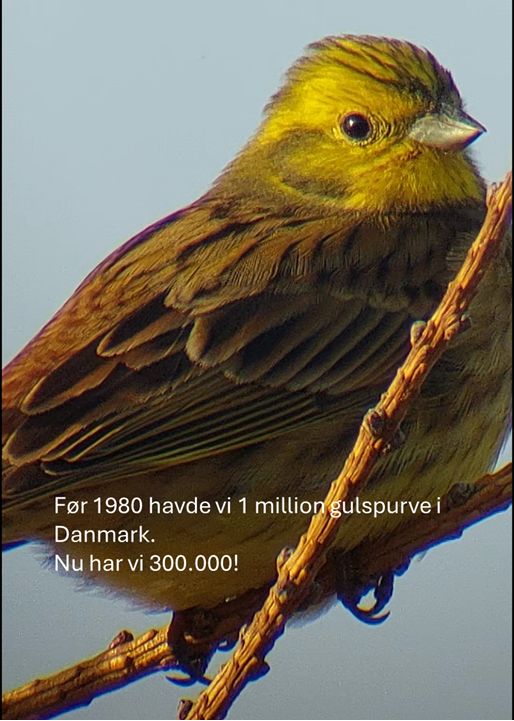 Gulspurv 300.000