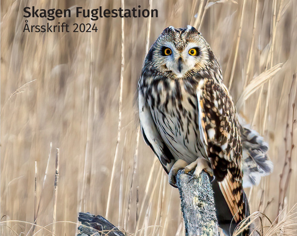 skagen fuglestation 2024