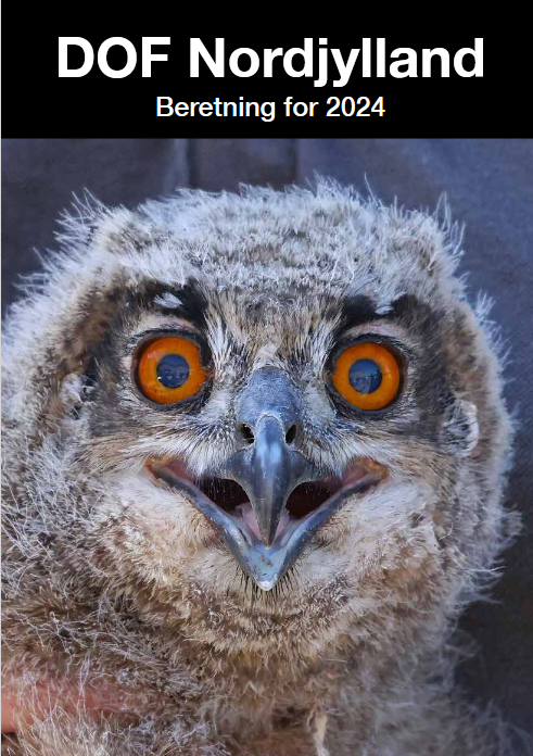 beretning 2024 forsidebillede