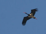 sort stork